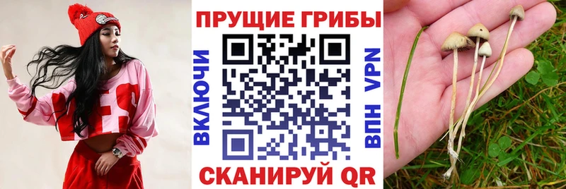 Псилоцибиновые грибы прущие грибы продажа наркотиков Безенчук